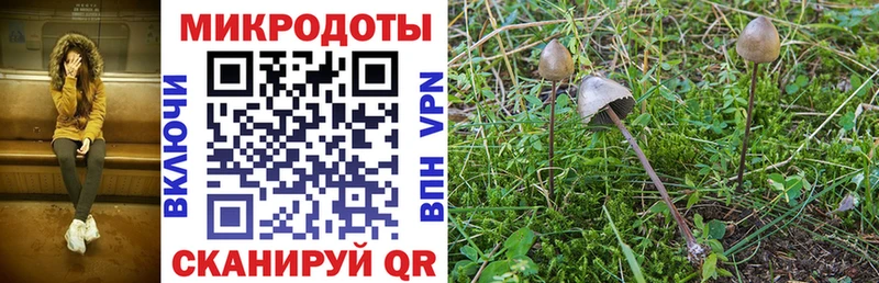 купить наркоту  Ярцево  Псилоцибиновые грибы Psilocybine cubensis 